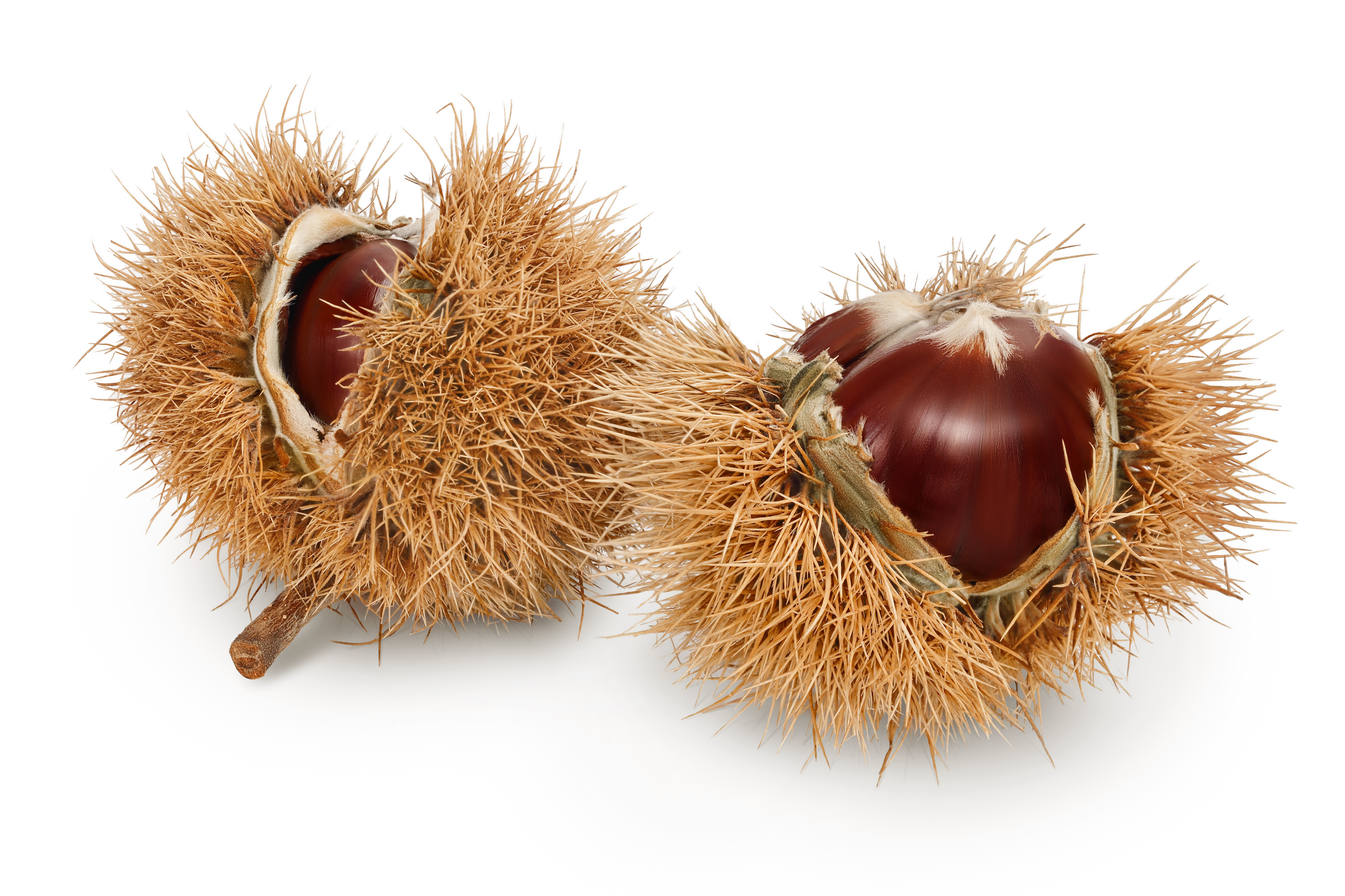 CHESTNUT FRESH 