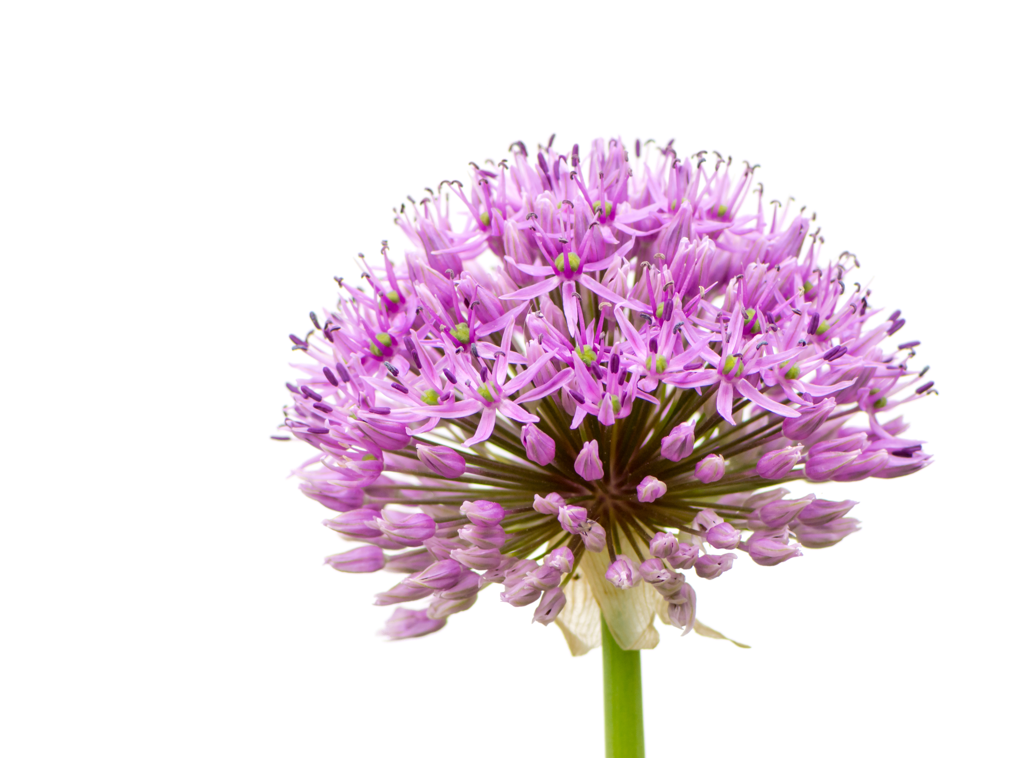 FLOWER ALLIUM (VIOLET)