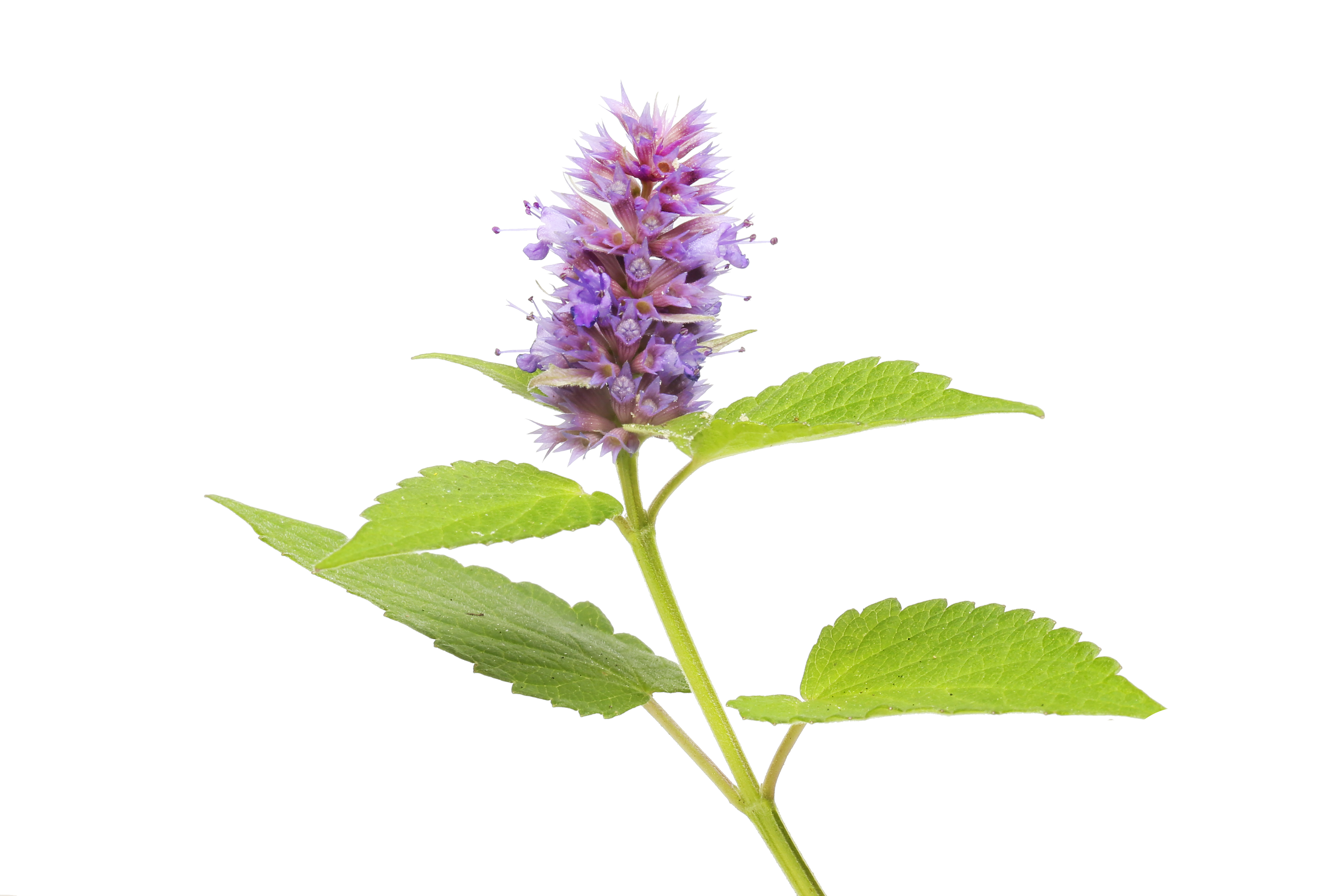 ANISE HYSSOP