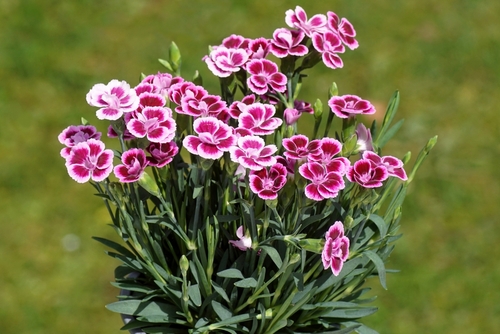 FLOWER DIANTHUS