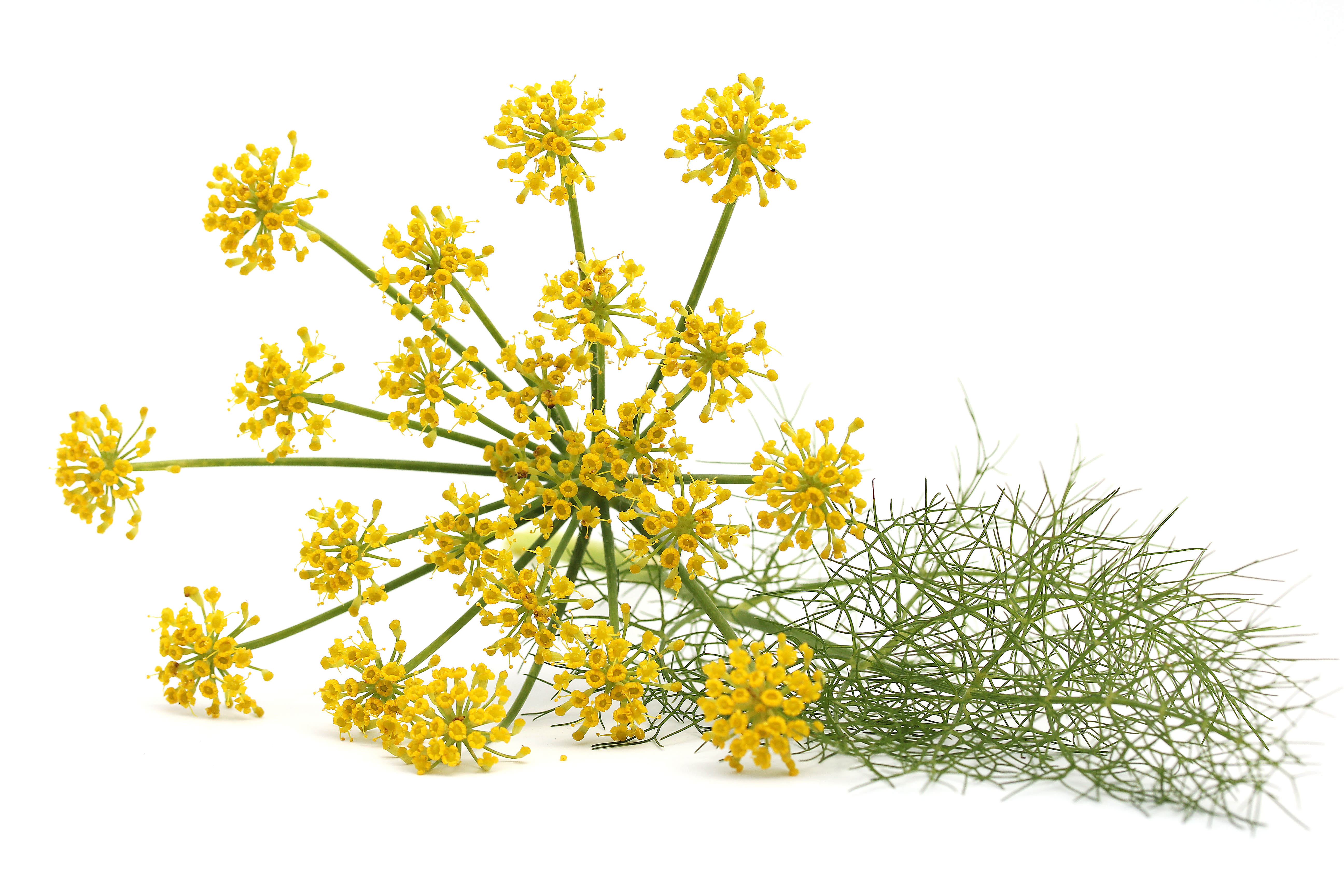 MICRO DILL/FENNEL FLOWER 