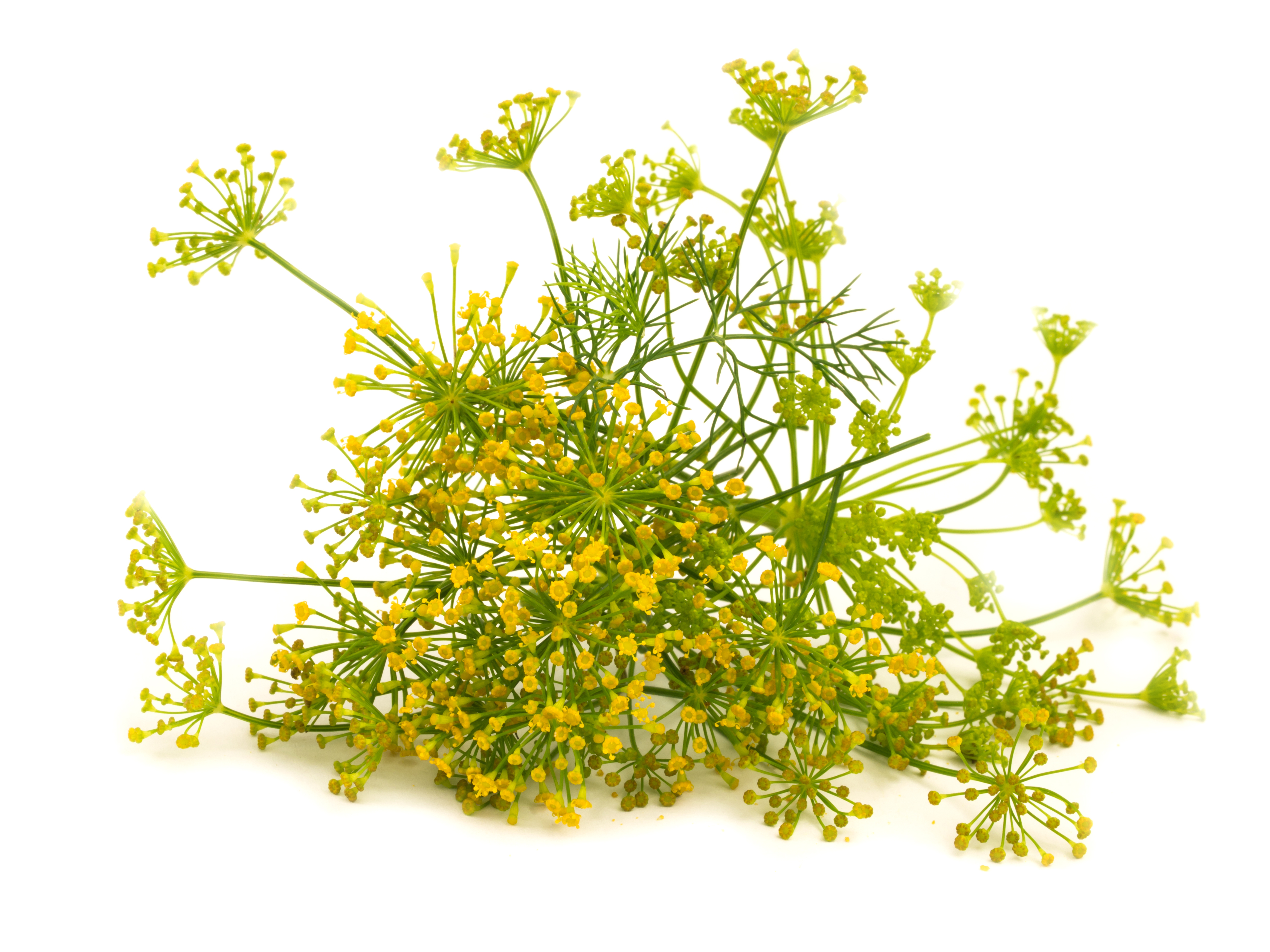 FENNEL FLOWER