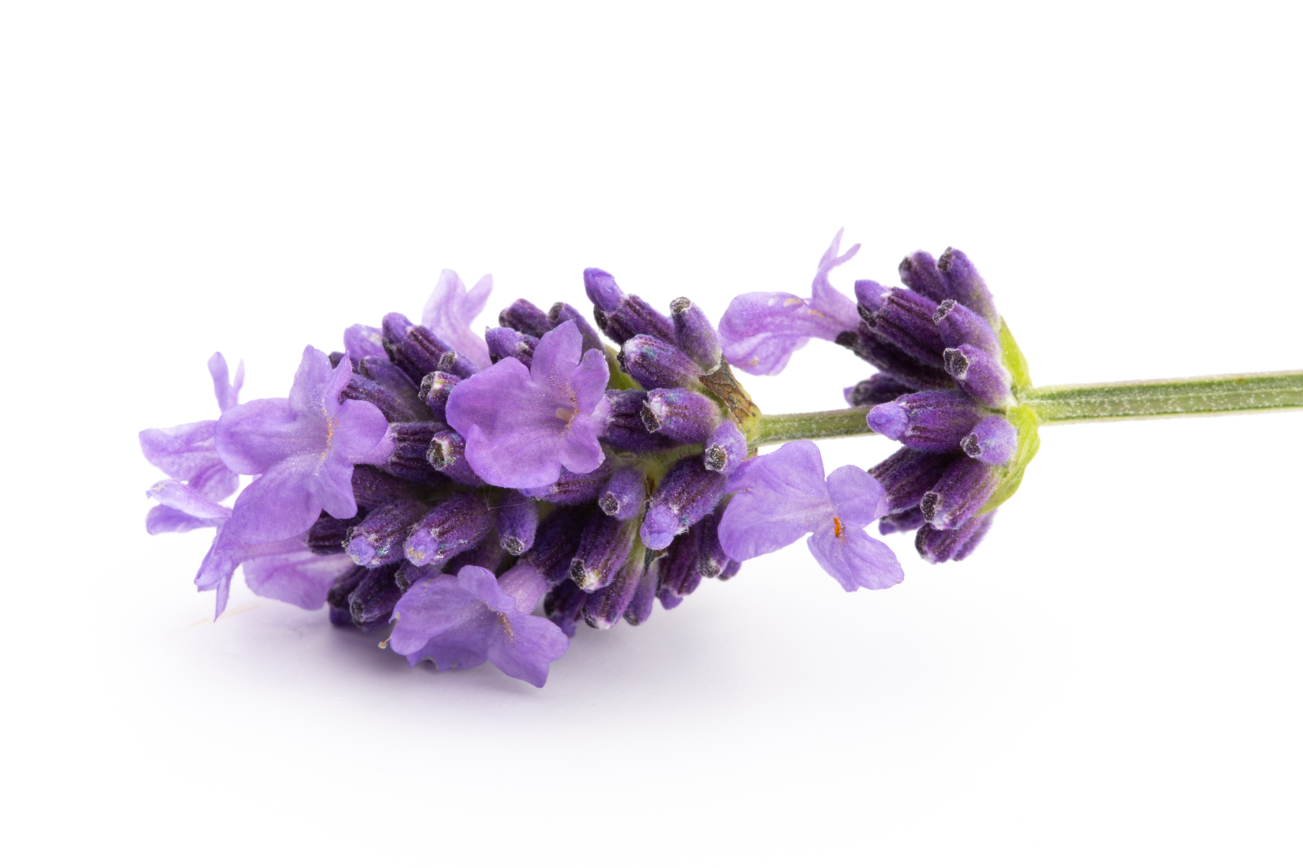 FLOWER LAVENDER EDIBLE