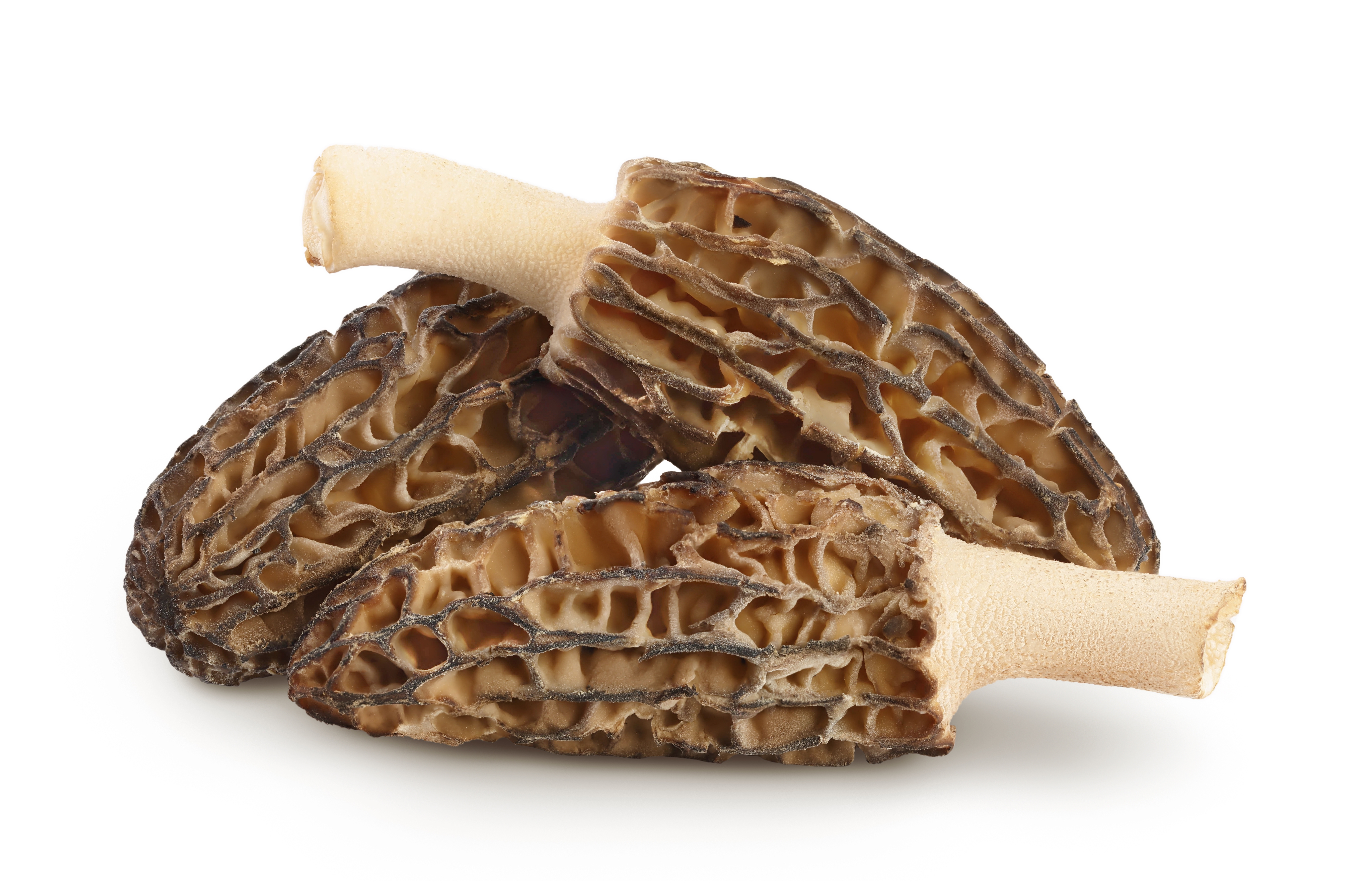 FROZEN MOREL X1KG