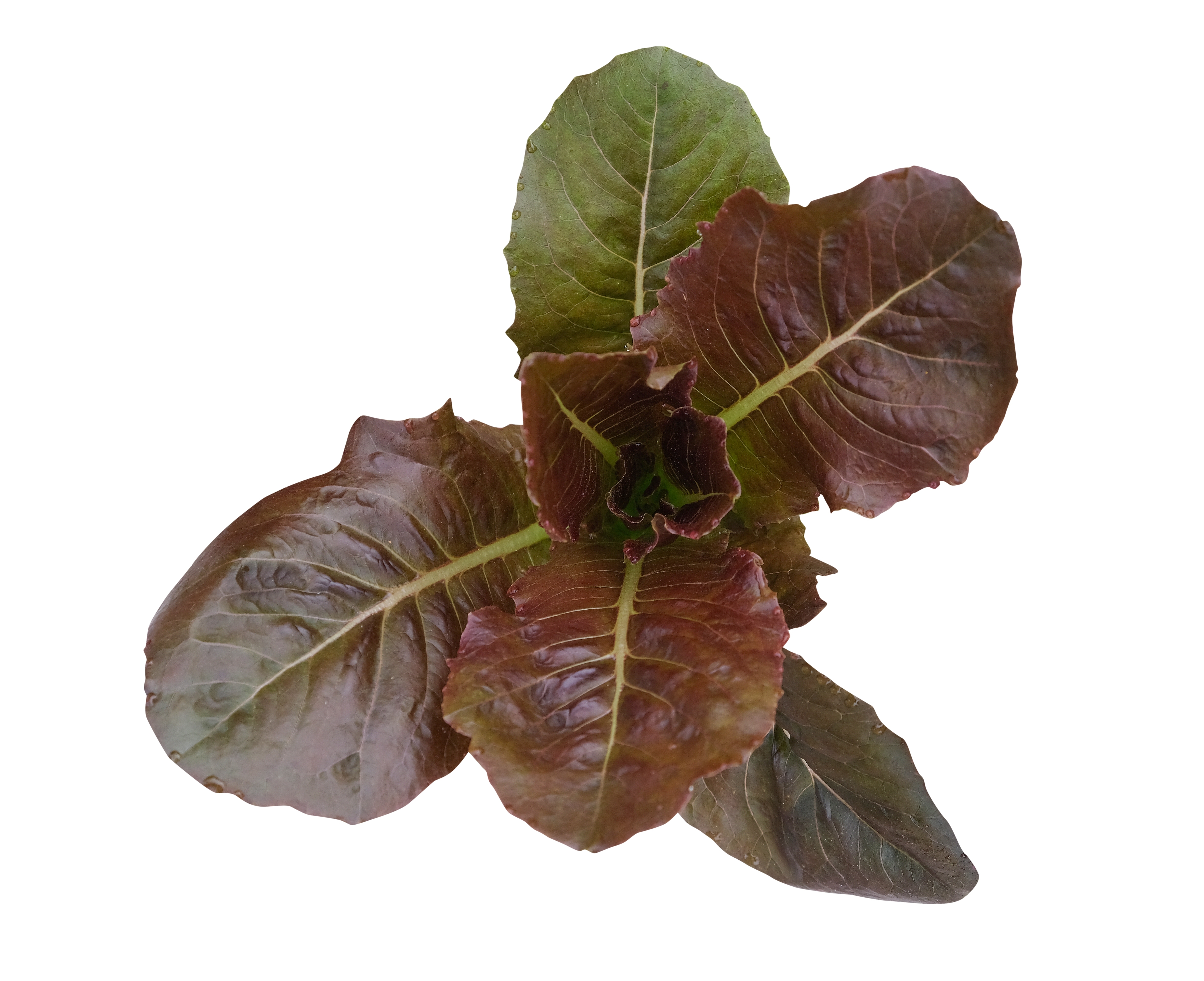 CICORINO - GRUMOLO MIX SALAD