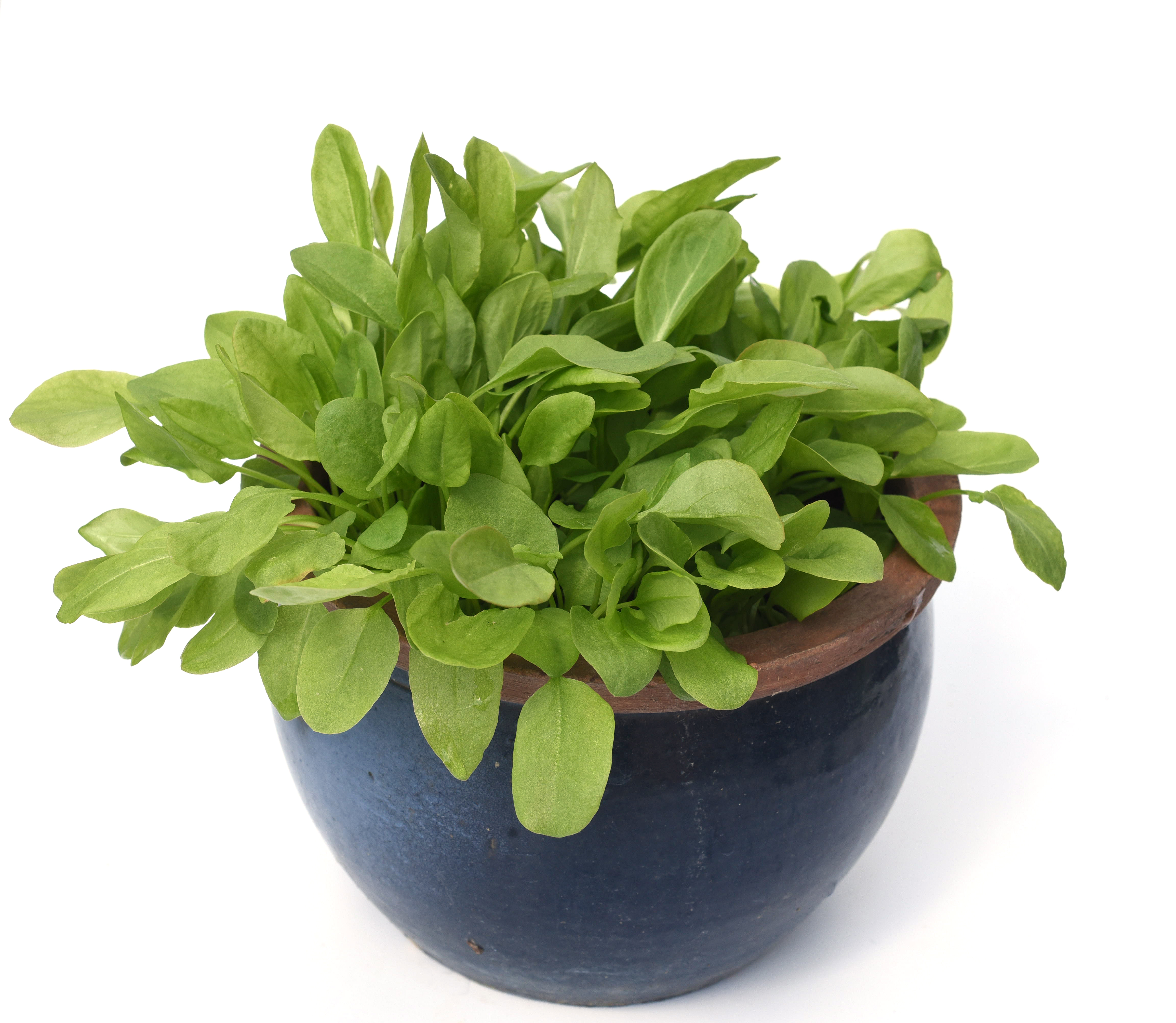 MICRO BUCKLER SORREL