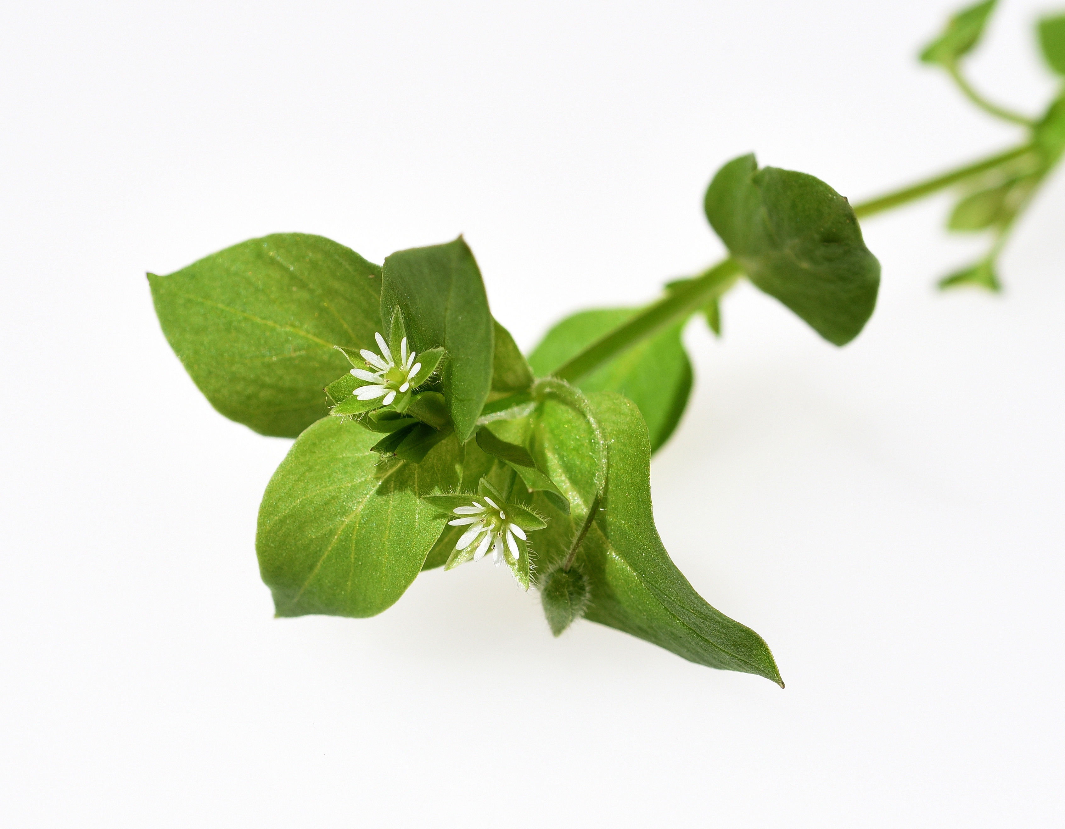 MICRO CHICKWEED