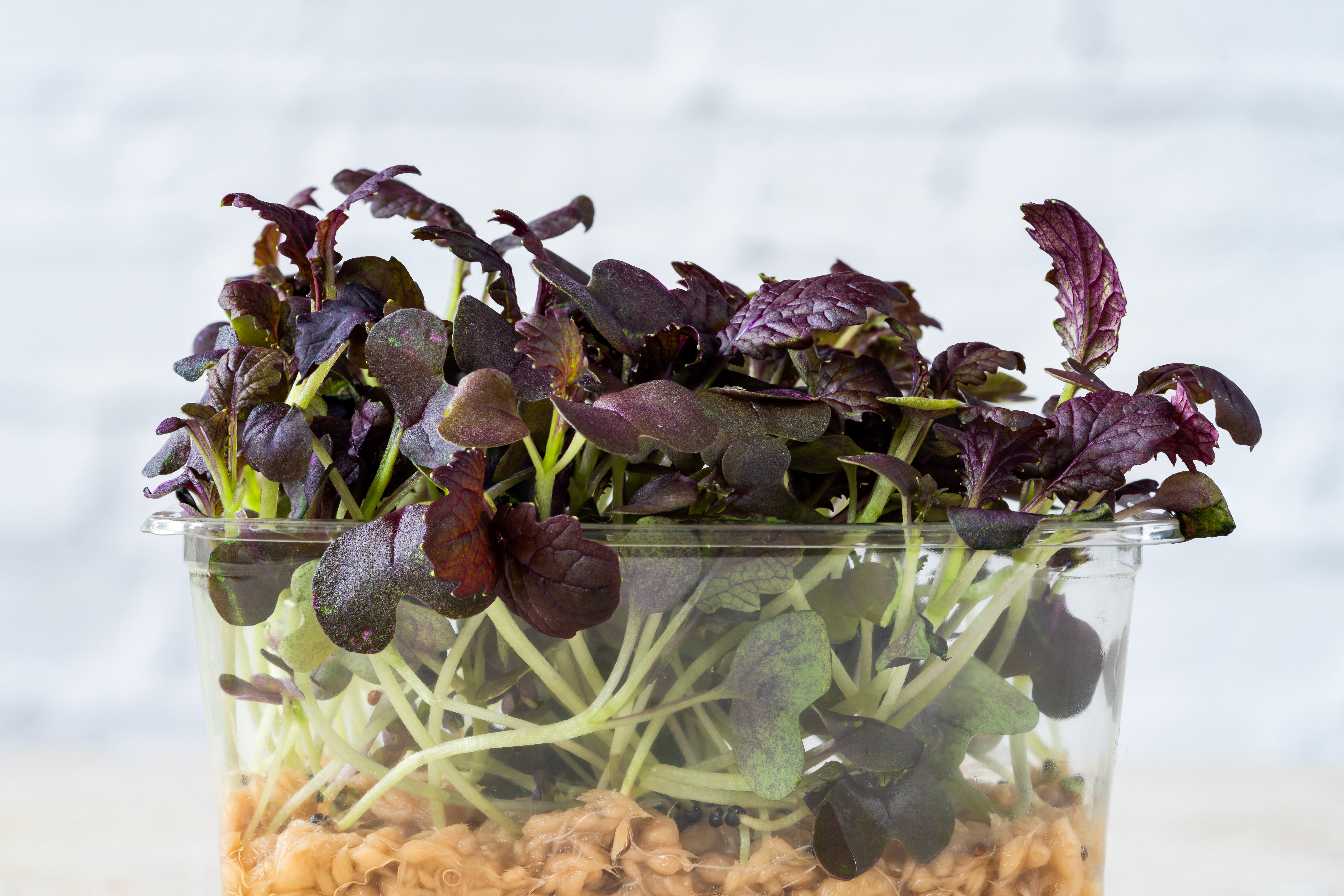 MICRO RED MUSTARD FRILLS