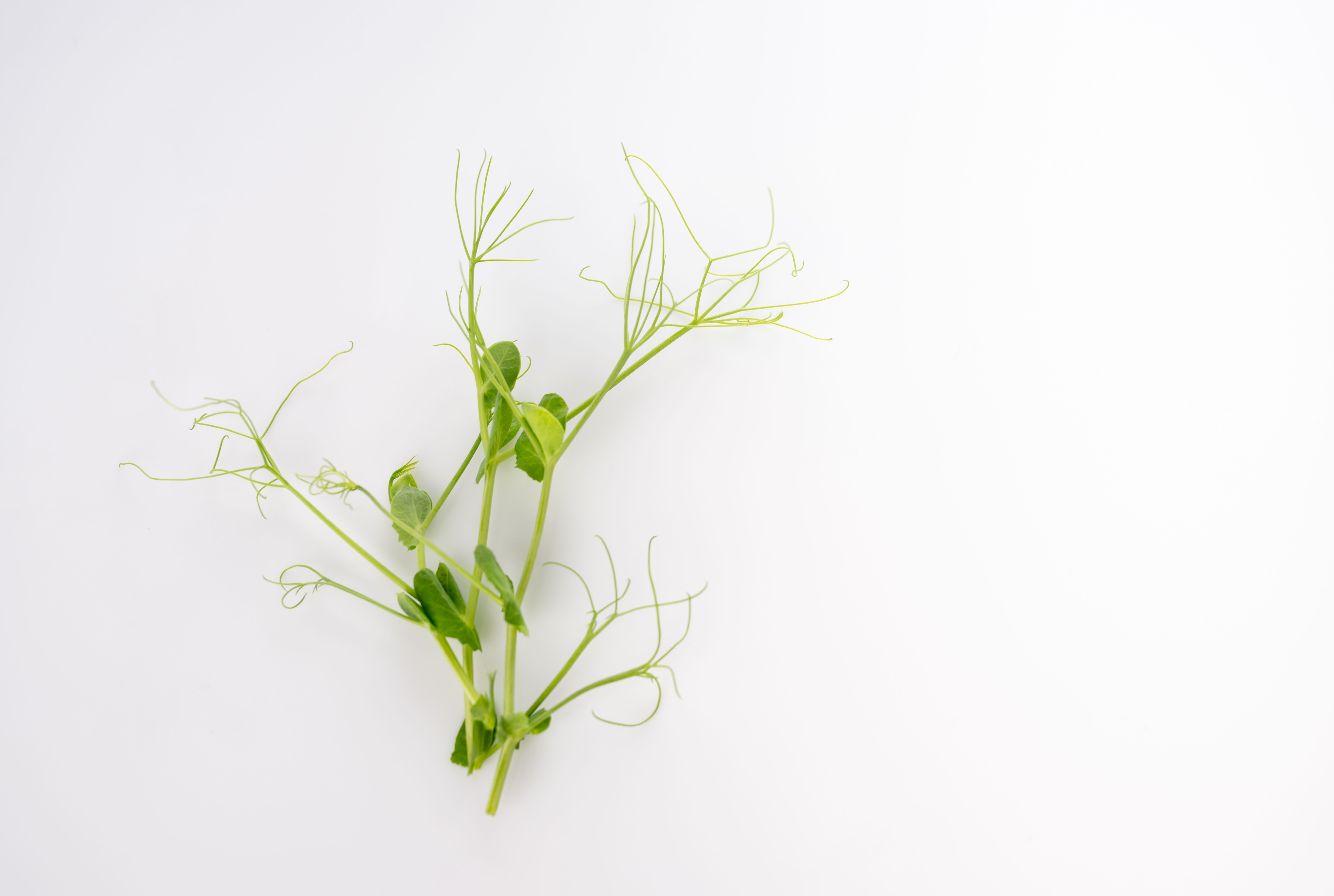 MICRO PEASHOOT TENDRILL WESTLAND