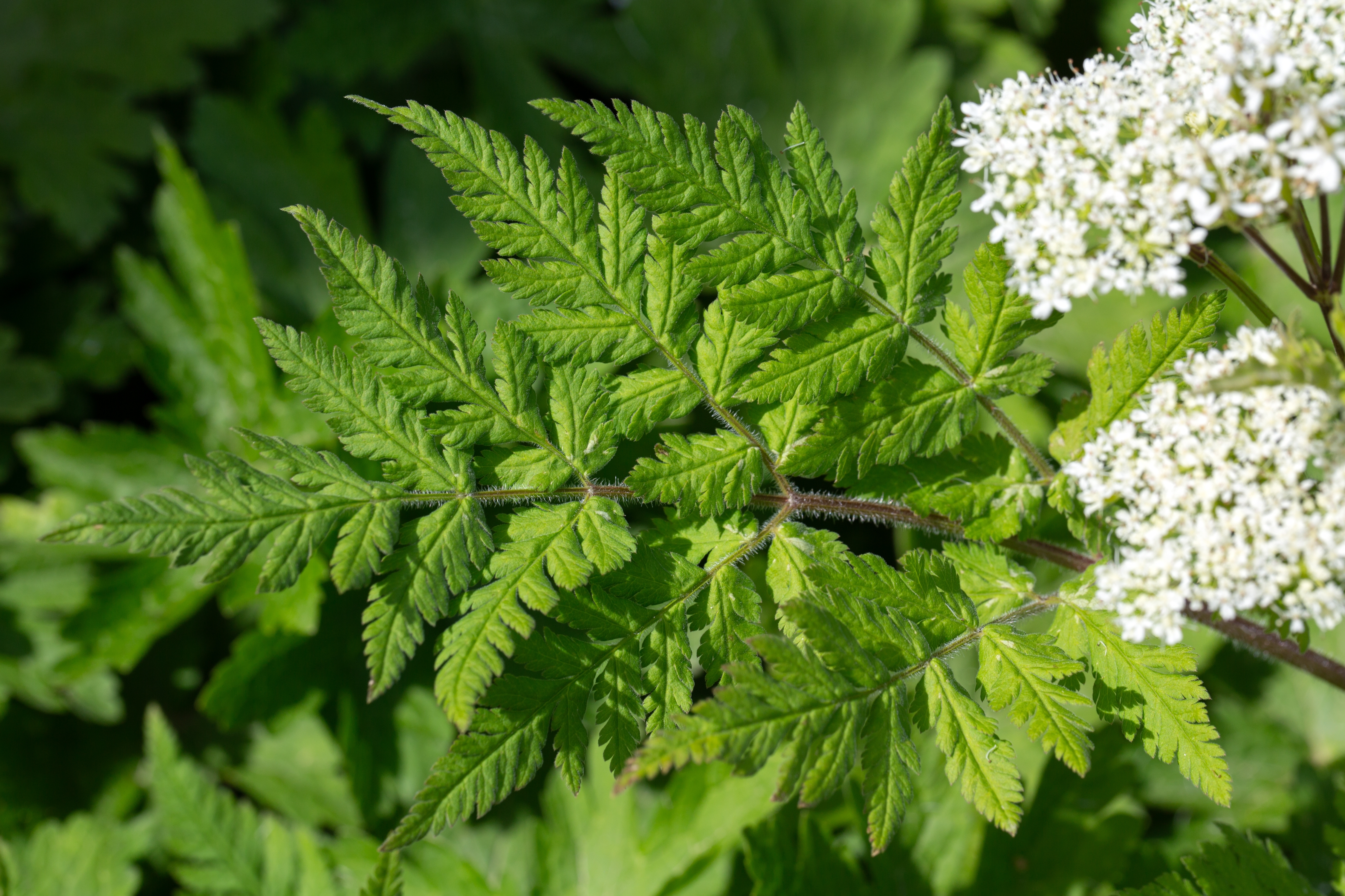 MICRO SWEET CICELY