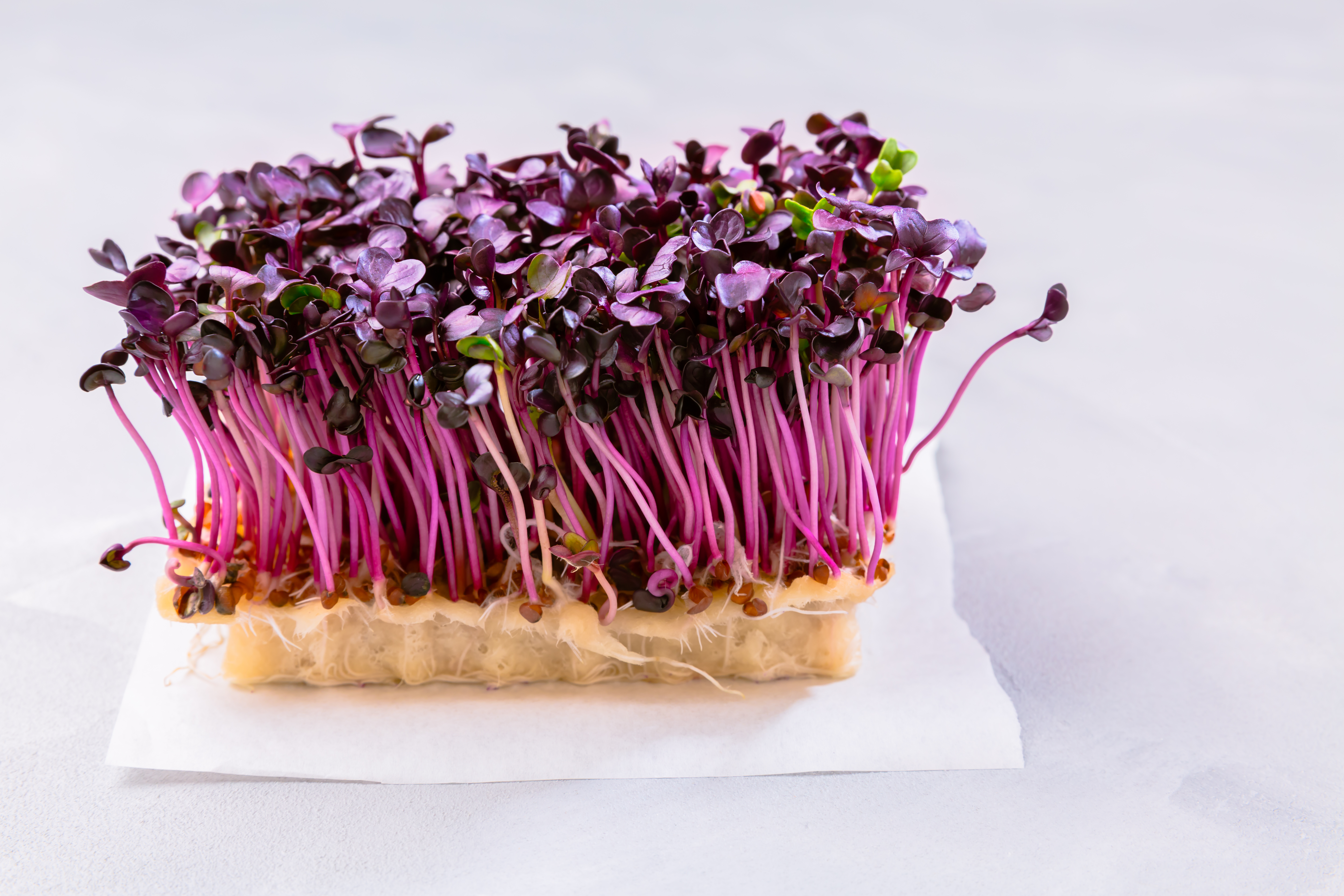 MICRO SHISO CRESS WESTLAND