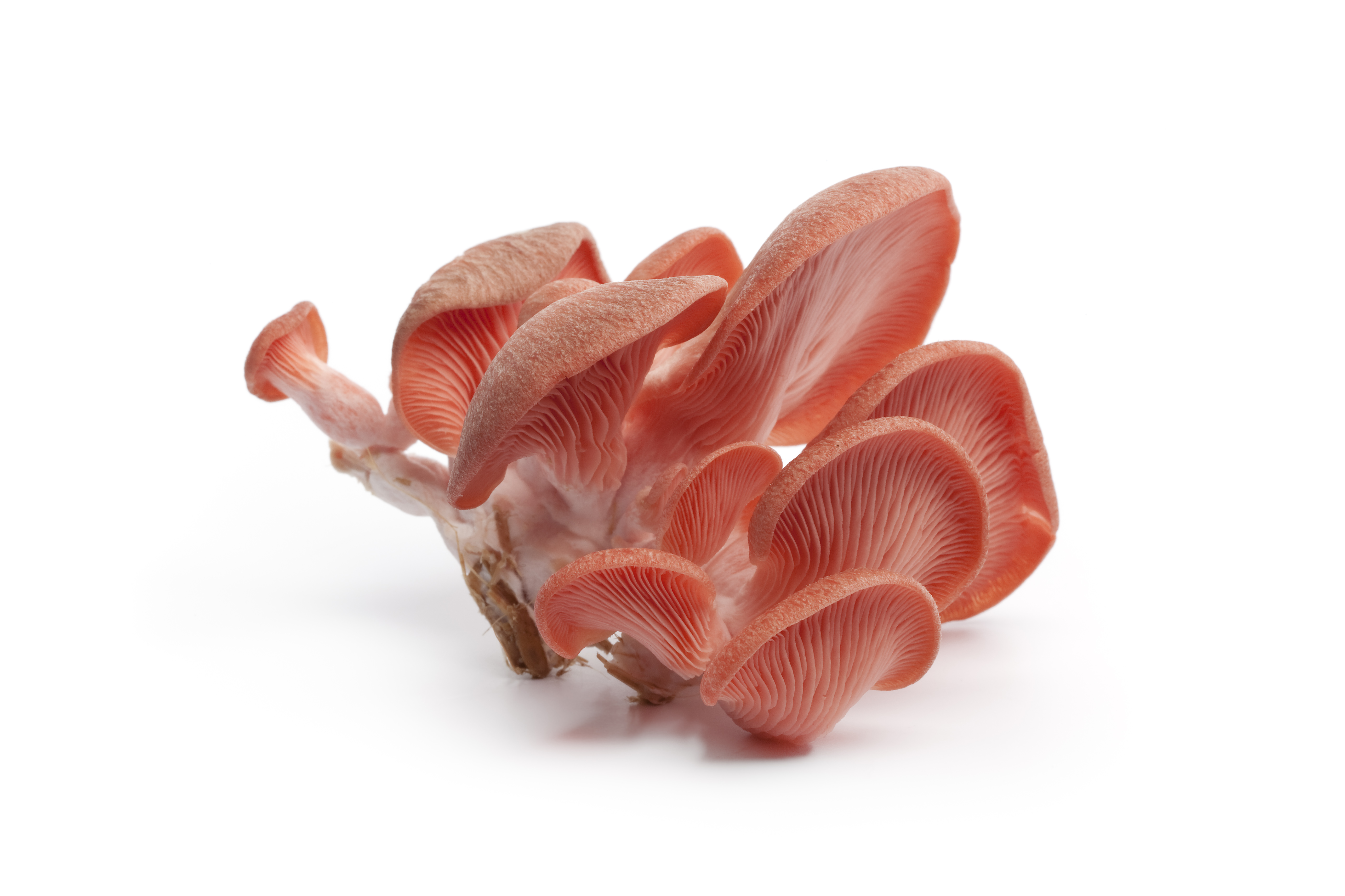 MUSHROOM OYSTER PINK