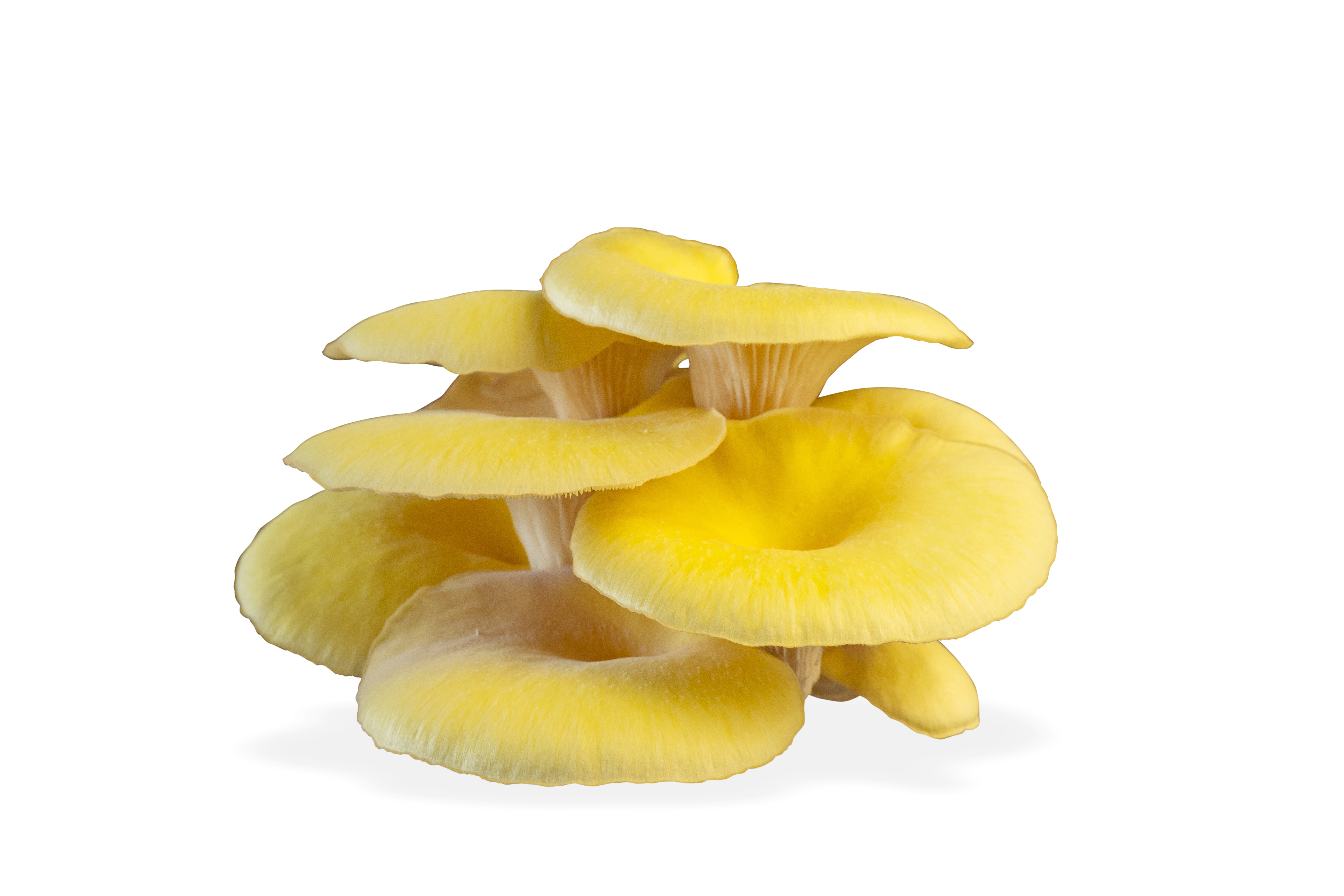 MUSHROOM OYSTER YELLOW