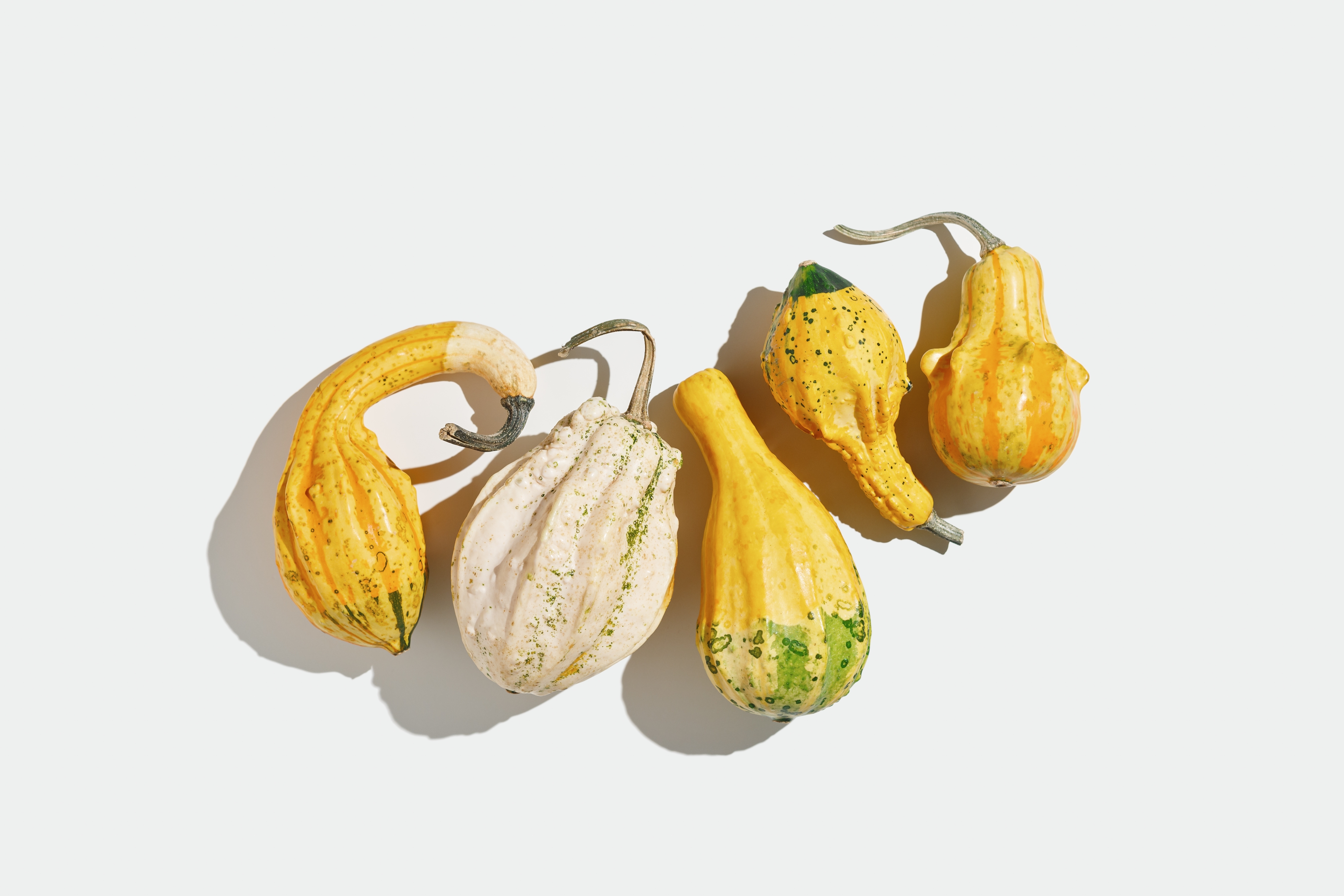 ORNAMENTAL GOURDS